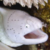 Geometric Moray Eel (Gymnothorax griseus), Gulf of Aqaba, by Tamsin Eyles