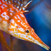 Mandarinfish (Synchiropus splendidus) by Christopher J. Crowley