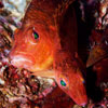 Hawkfish (Cirrhitichthys sp.) by Naren Gunasekera