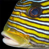 Sweetlips (Plectorhinchus sp.) off Tulamben on the island of Bali, Indonesia, by Alex Varani