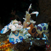 Harlequin shrimp (Hymenocera elegans)