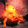 Frogfish by William Goodwin