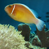 Anemonefish