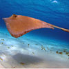 Stingray by Jeremy Ellis