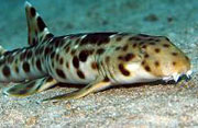 The Epaulette Shark