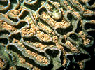 sediment and pollution threaten reefs