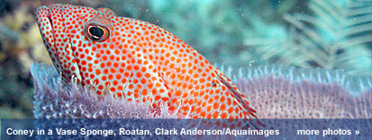 photos from MesoAmerican Reef