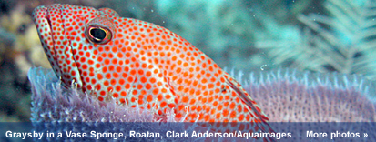 photos from MesoAmerican Reef