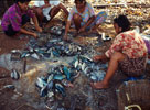 Overfishing catch
