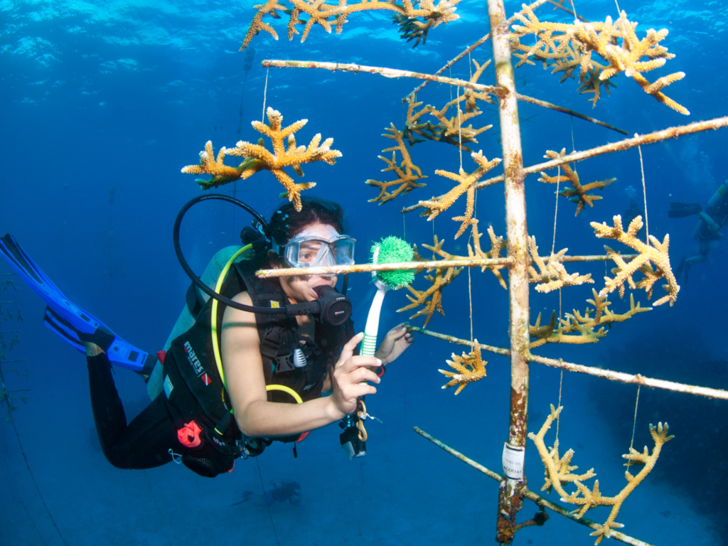 What Is Coral Restoration And Can It Save Coral Reefs Coral Reef