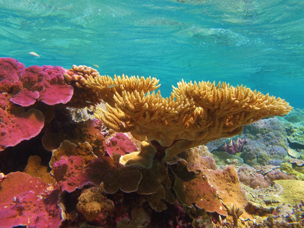 Corals Can Adapt to Our Changing Environment