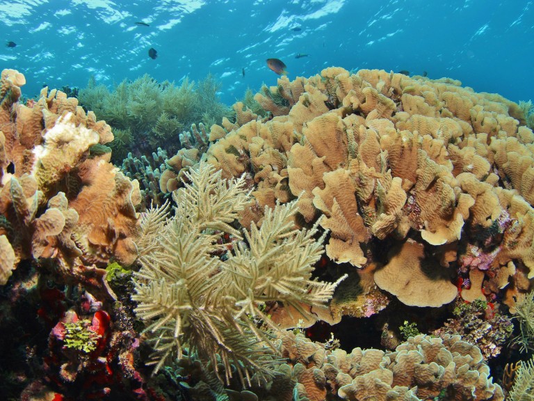 Investing in the Future of Reefs