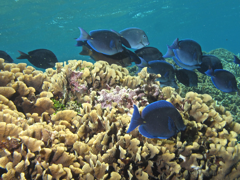 ... like these tangs, which keep the reef clean and corals healthy ...