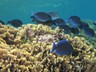 ... like these tangs, which keep the reef clean and corals healthy ...