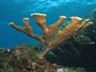 Healthy populations of elkhorn coral, an endangered species ...