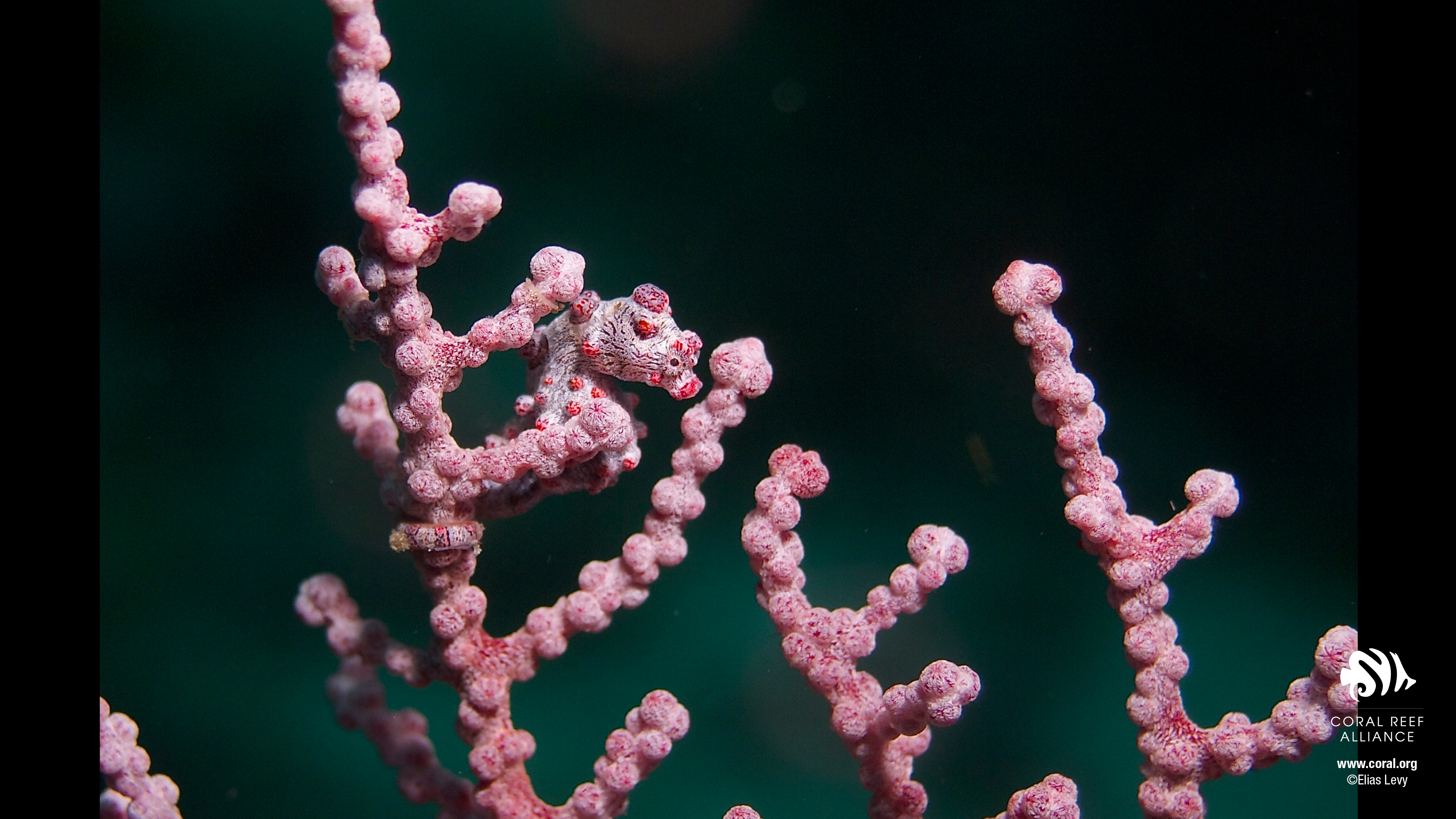 Desktop Wallpaper Coral Reef Alliance