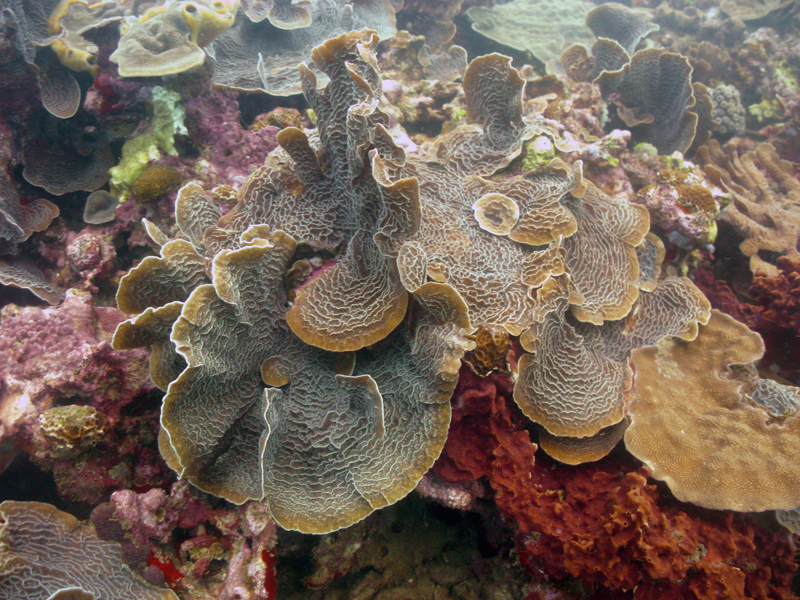 Unique Coral Reef Receives Federal Protection In Honduras | Coral Reef ...