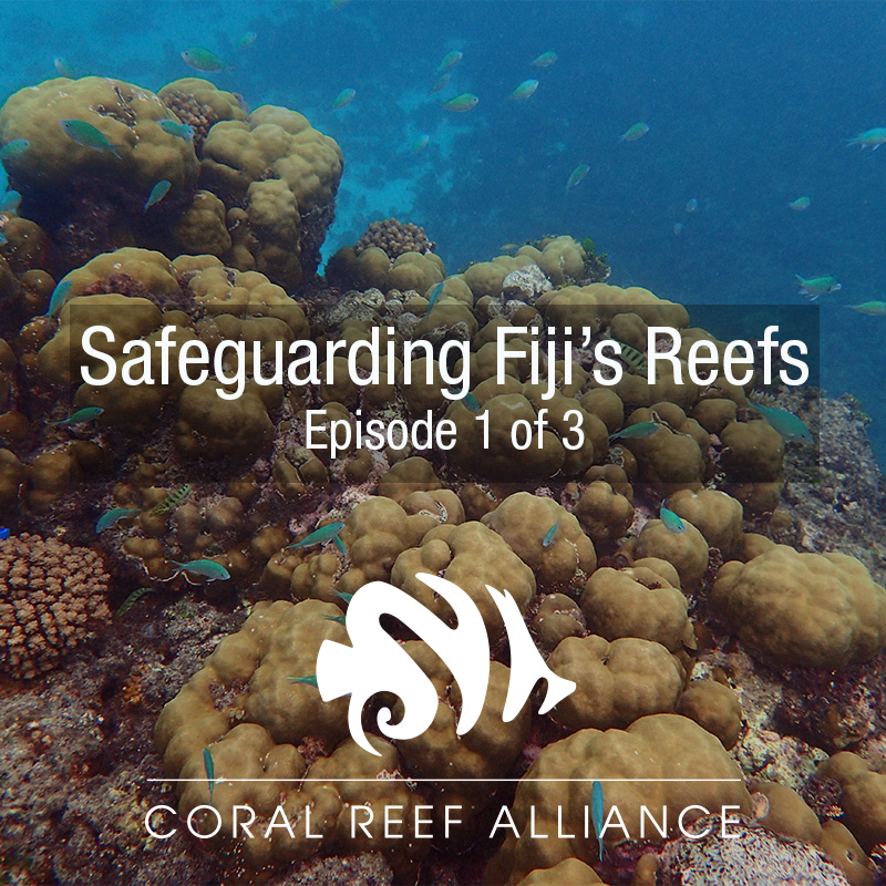 Coral Reef Conservation | Coral Reef Alliance