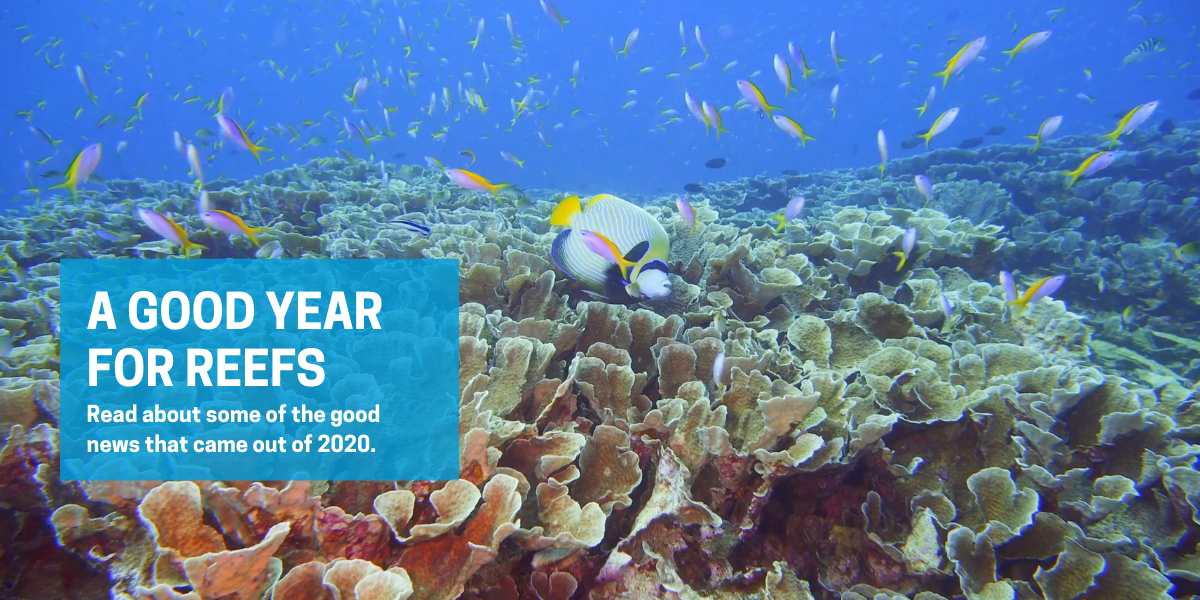 Coral Reef Alliance | Saving the World’s Coral Reefs