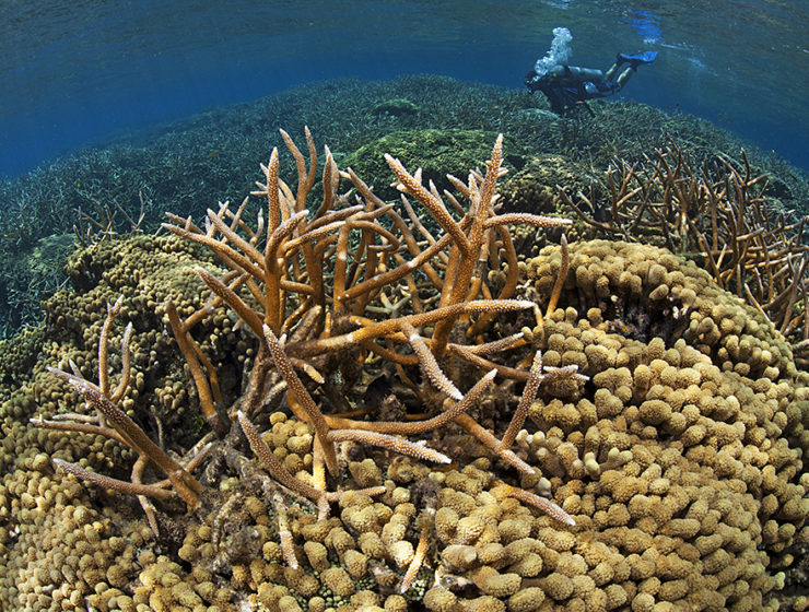 staghorn coral in cordelia banks