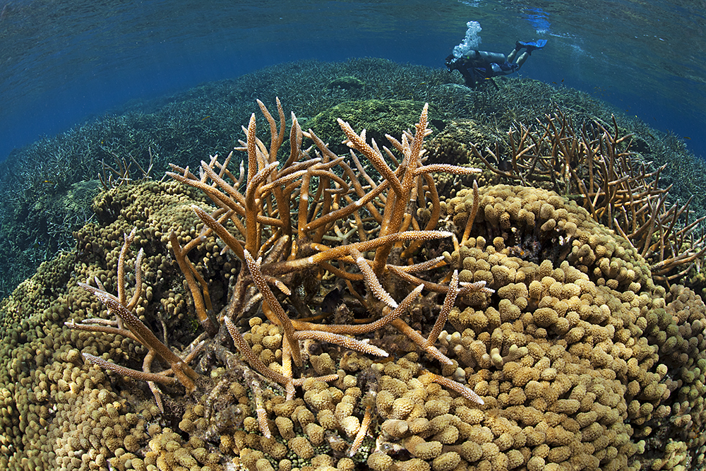 staghorn coral in cordelia banks