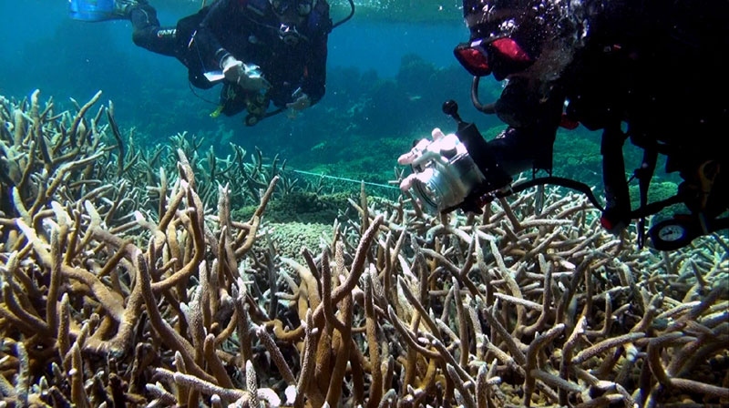 researchers document corals at cordelia banks