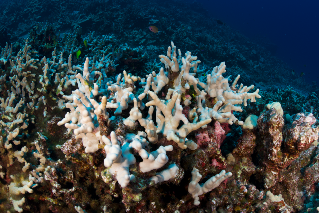 Uniting A Global Coral Bleaching Response Network - Coral Reef Alliance