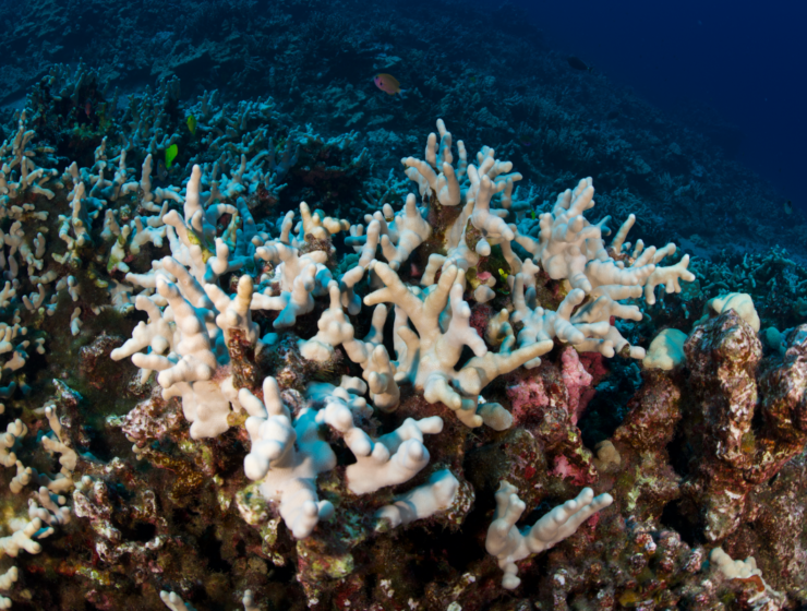 Coral bleaching in Hawaii
