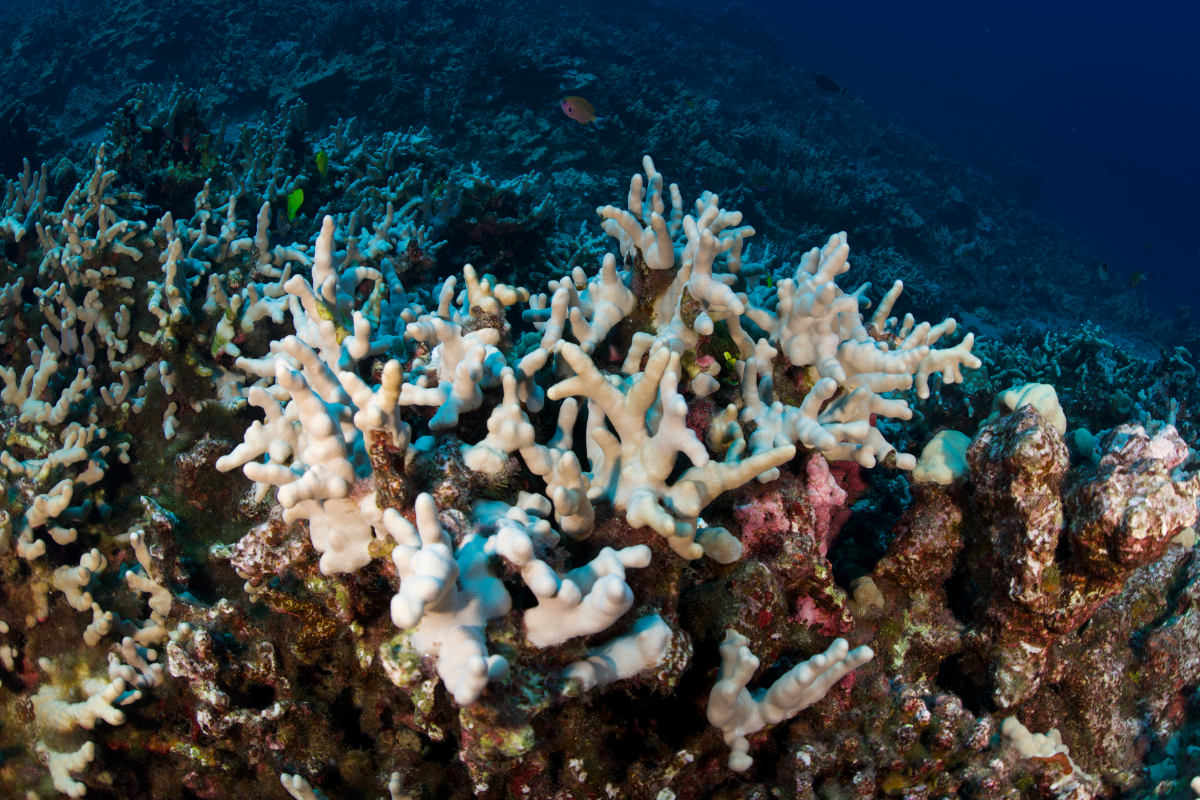 Coral bleaching in Hawaii