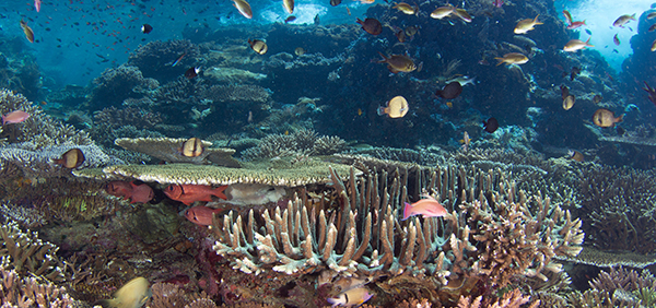 Helping corals adapt to climate change.