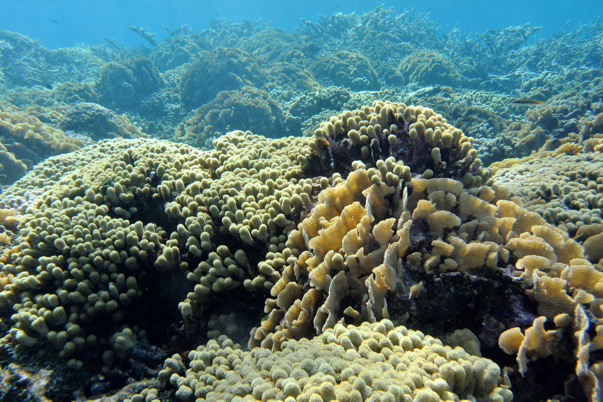 Roatan coral reef