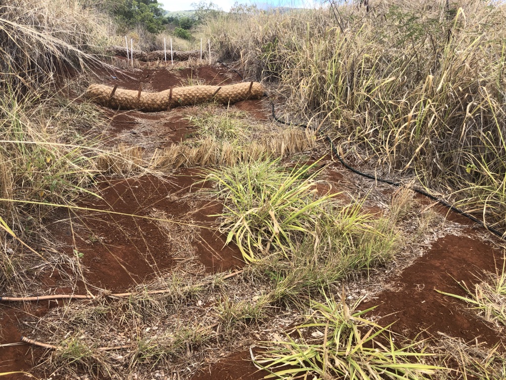 Native plants trap sediment along an old dirt road