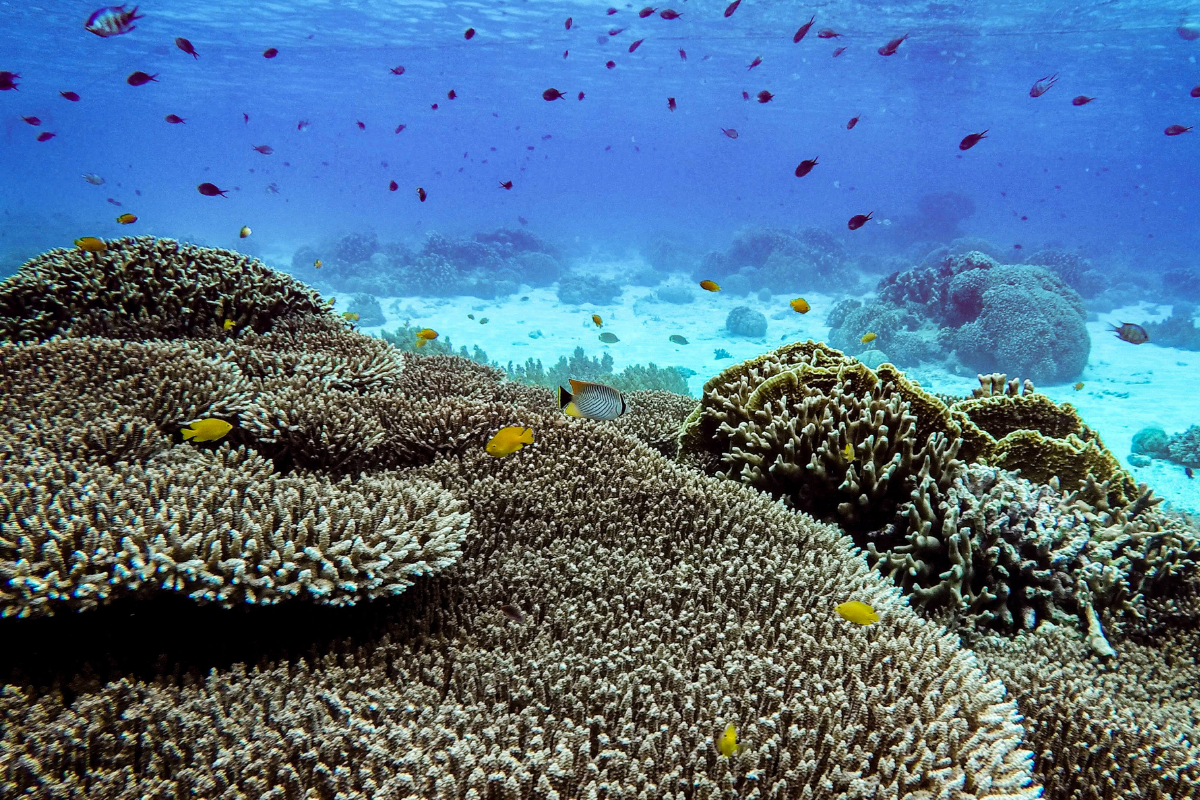 Beautiful coral reef image with schools of fish swimming above
