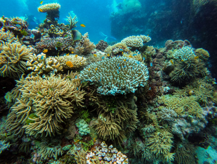 coral reef scene