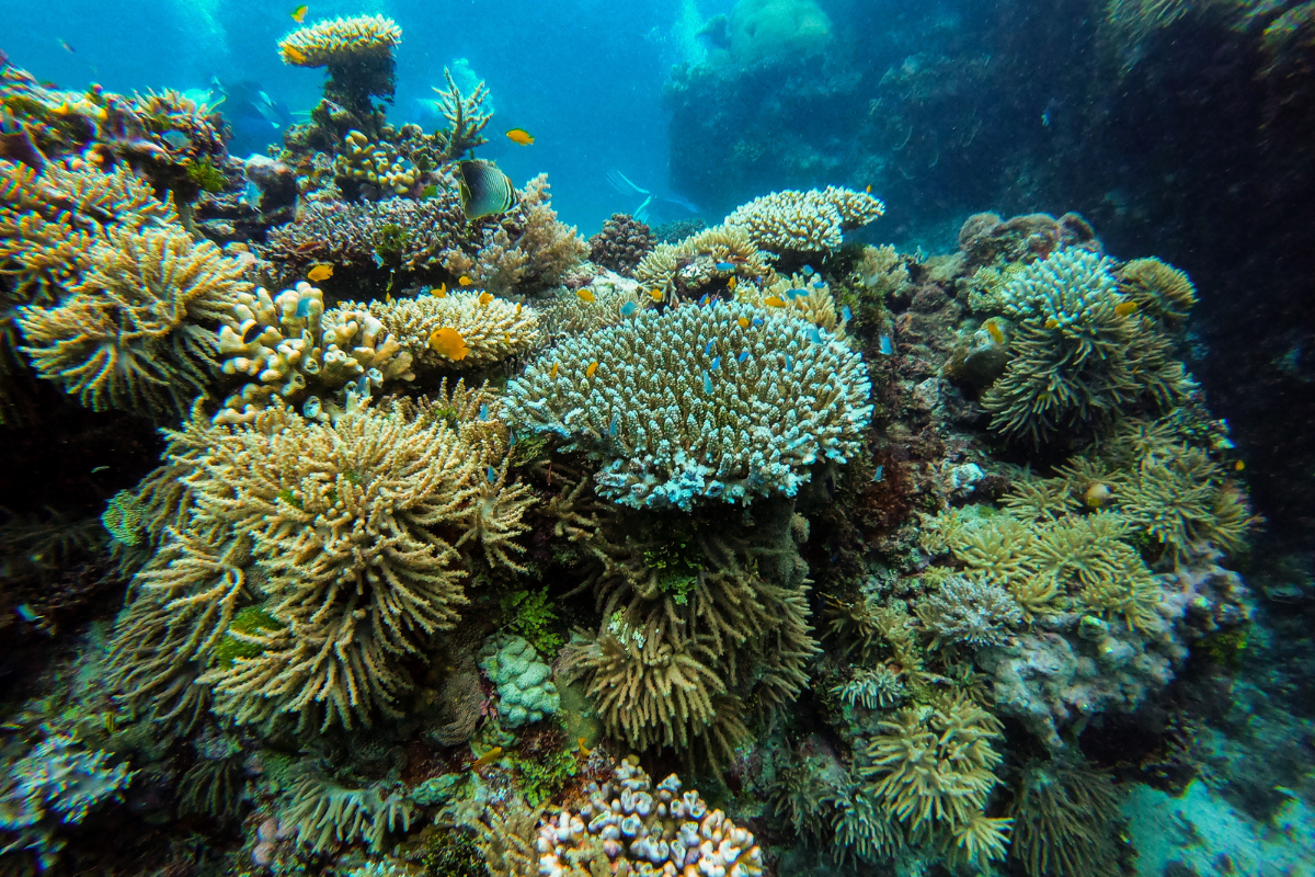 coral reef scene