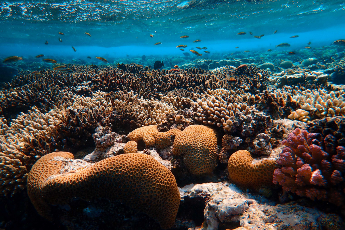 Diverse coral reef