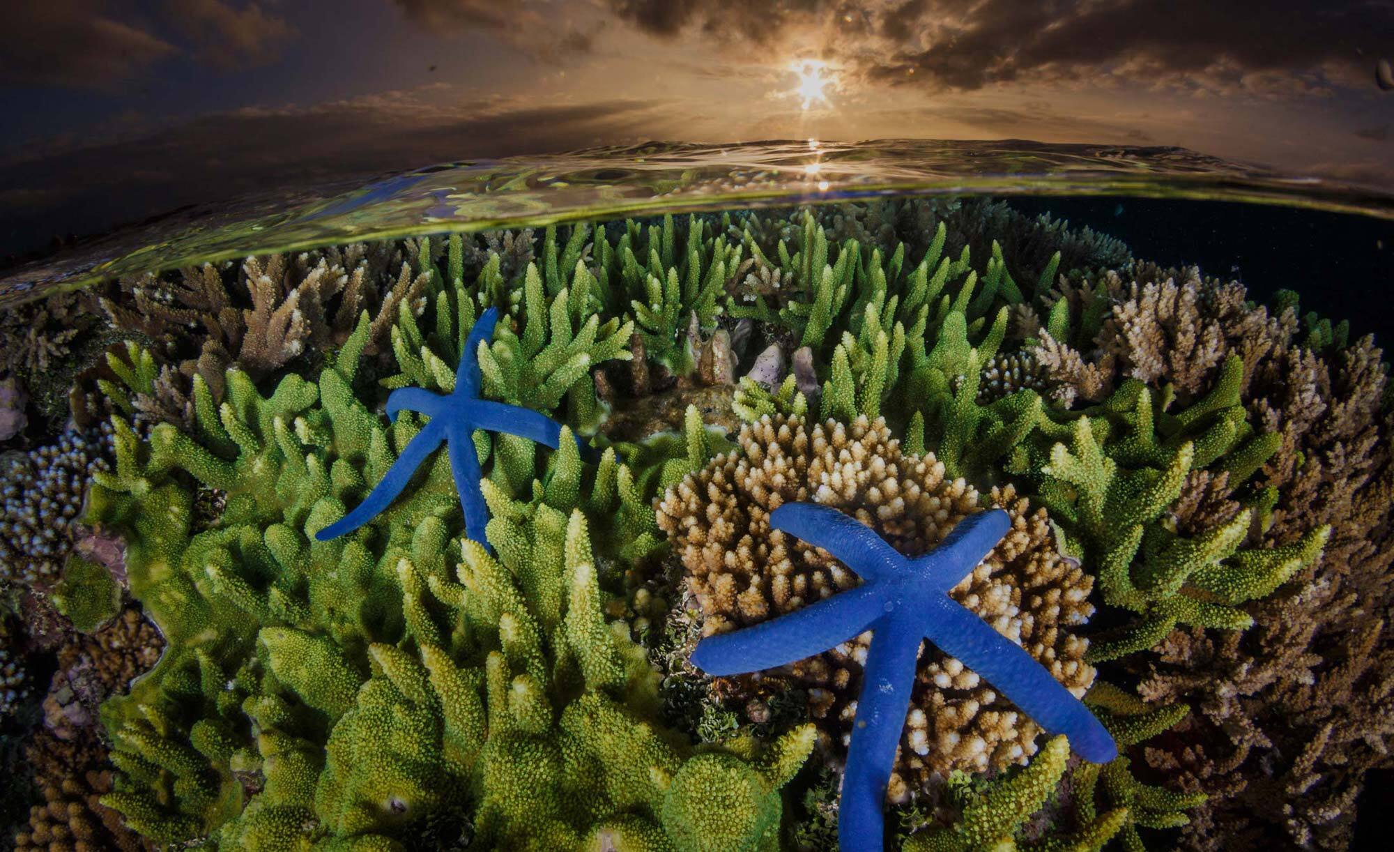 Blue starfish on hard coral at sunset in Indonesia