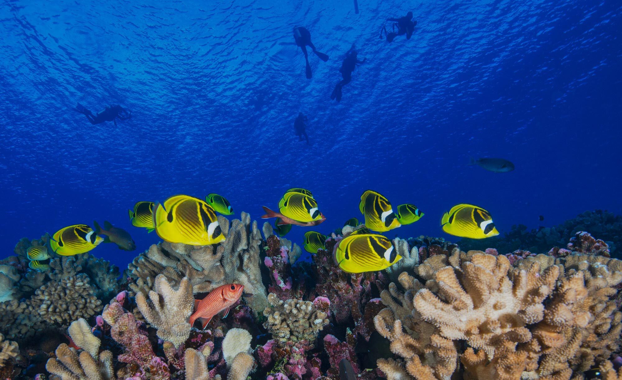 fish swim over a coral reef in Tahiti