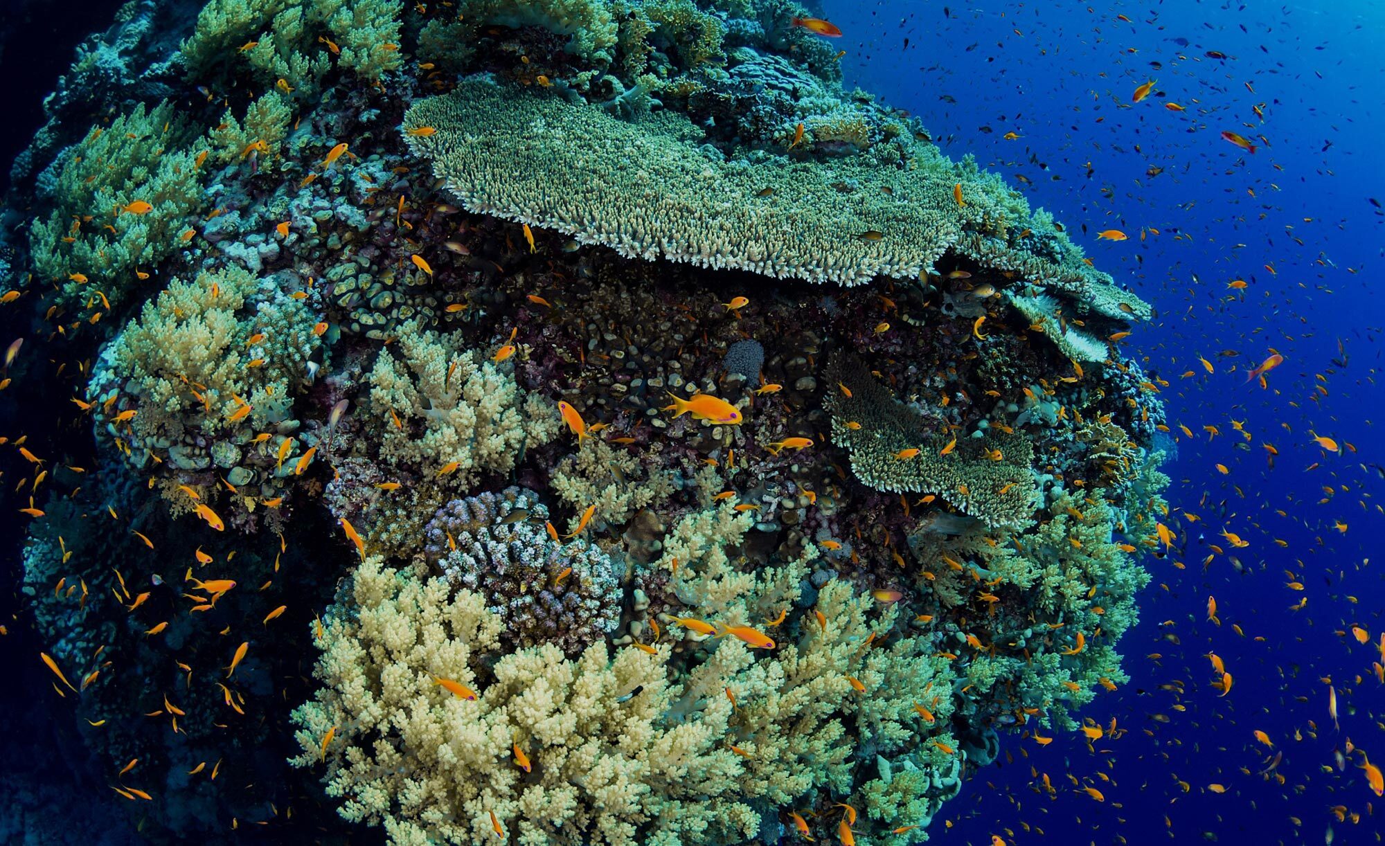 fish swim around Daedalus reef in Egypt