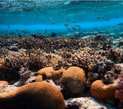 Реферат: Coral Reefs Essay Research Paper Coral ReefsThe