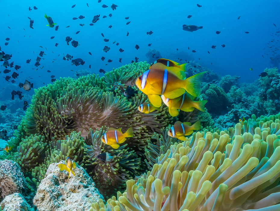 What Are Coral Reefs?