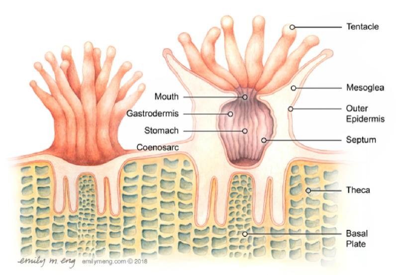 Coral Polyps - Coral Reef Alliance