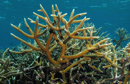 Elkhorn and Staghorn Coral