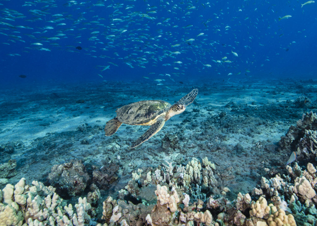 A juvenile green sea turtle glides through a healthy reef in Hawai at Mala Pier