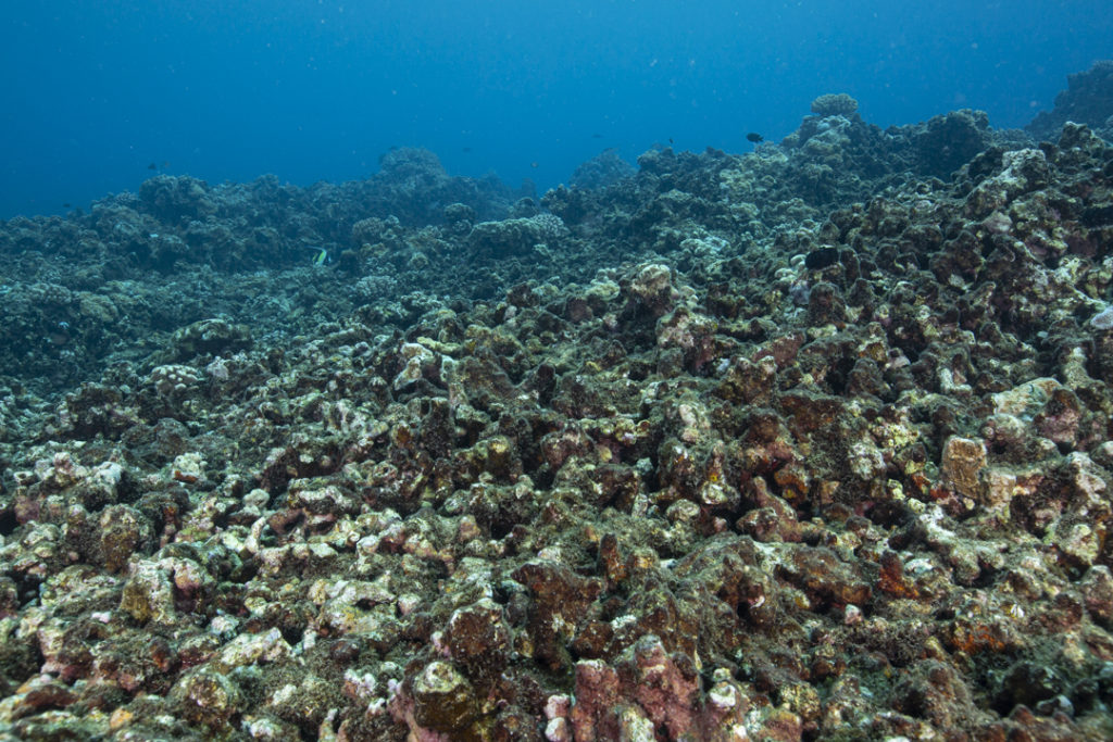 Honolua, Maui, Hawaii algae covering coral