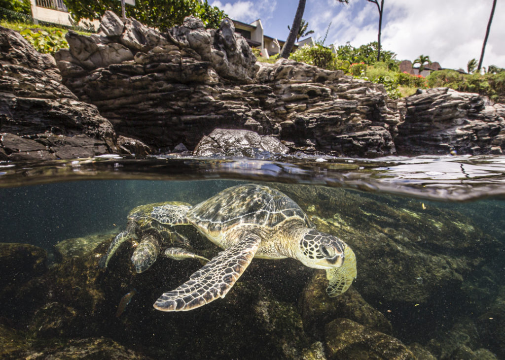 Feeding turtles at Honokeana Cove