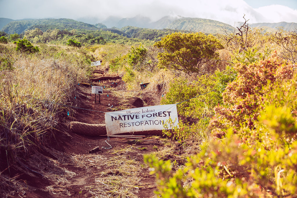 native forest restoration work in progress in Maui Hawaii