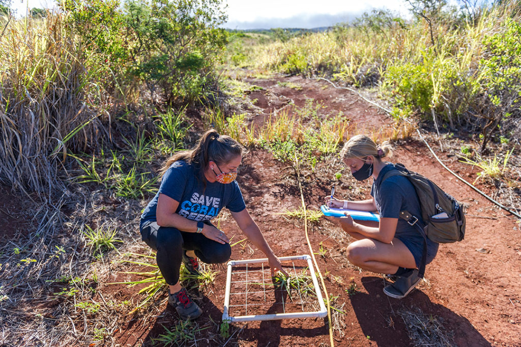 CORAL staff monitor restoration site in Maui Hawaii