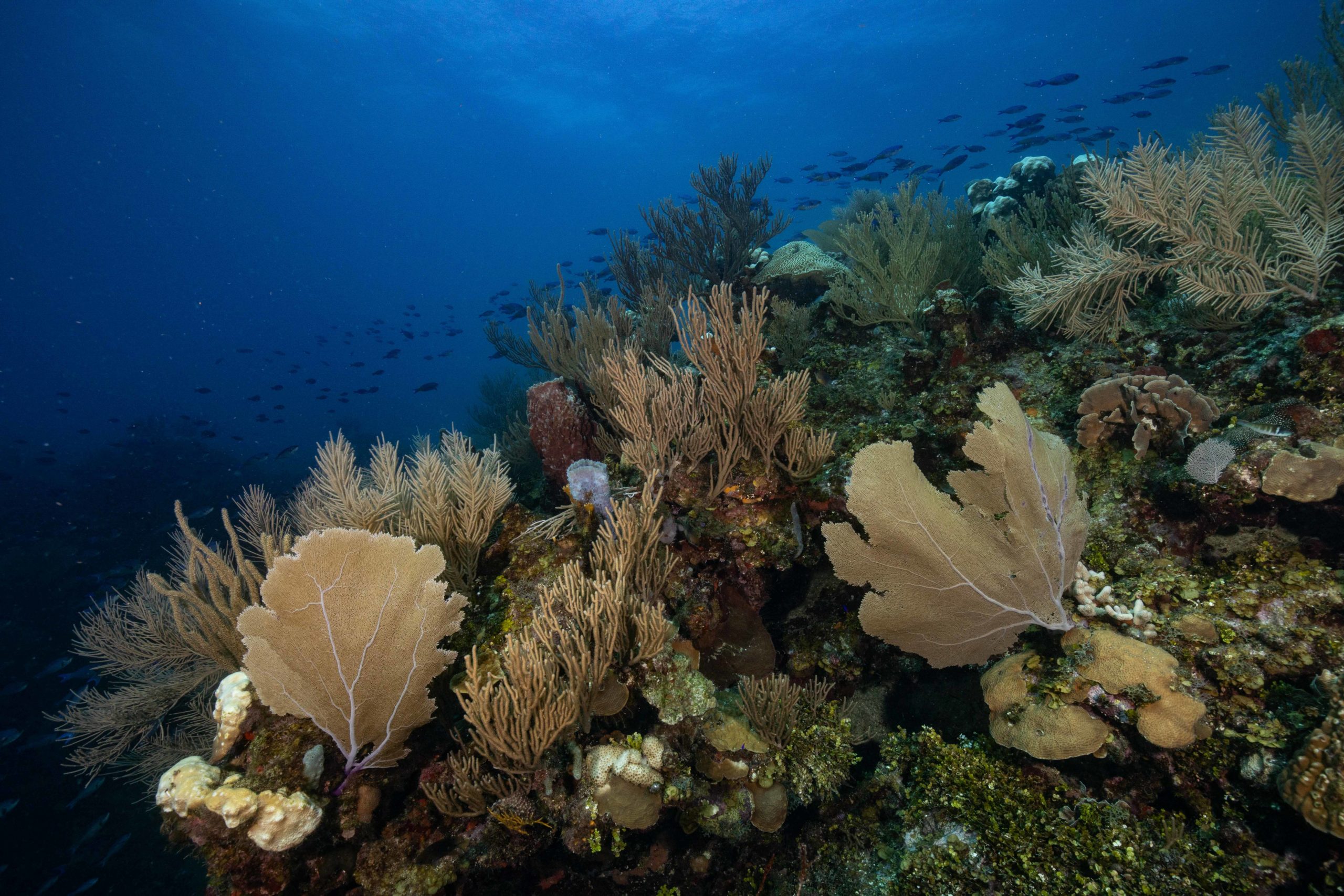 Coral reef in Cordelia Banks, Honduras