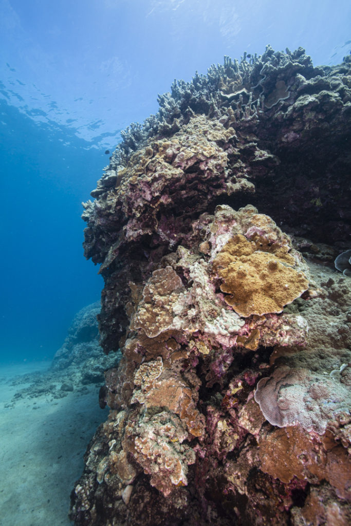 coral reef in Honolua Bay in Maui, Hawaii